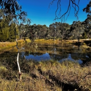 FrogWatch survey at NAD034: Cork Oak Dam Lot 34 - 24 Apr 2024