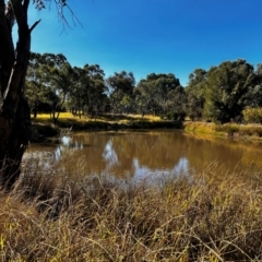 FrogWatch survey at NAD034: Cork Oak Dam Lot 34 - 24 Apr 2024