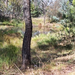 FrogWatch survey at PAI200: Wildflower Triangle Dam - 7 Apr 2024