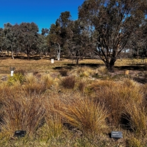 FrogWatch survey at NAS100: STEP Dam Lot 100 - 26 Jun 2024