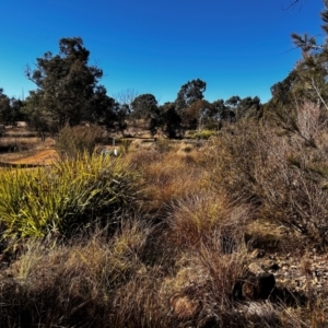 FrogWatch survey at NAS100: STEP Dam Lot 100 - 26 Jun 2024