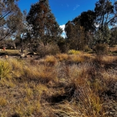 FrogWatch survey at NAS100: STEP Dam Lot 100 - 26 Jun 2024