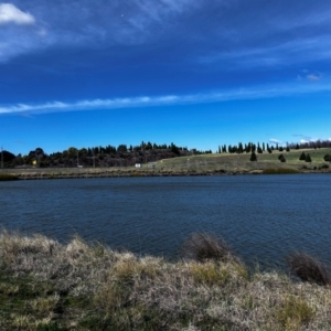 FrogWatch survey at NAD011: Arboretum Main Dam - 28 Aug 2024