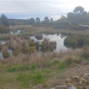 FrogWatch survey at CRW001: Crace Wetland Pond 1 - 1 Oct 2024