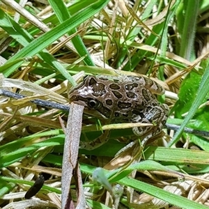 FrogWatch survey at NPG100: Gundaroo Common North - 3 Oct 2024