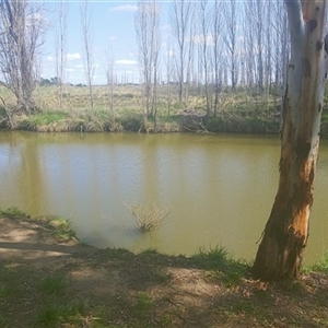 FrogWatch survey at YRR100: Yass River Reserve - 3 Oct 2024