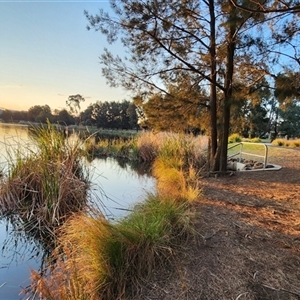 FrogWatch survey at BON300: Upper Stranger, Bonython - 8 Oct 2024