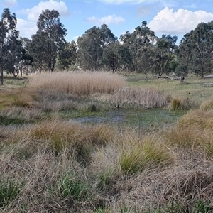 FrogWatch survey at FMF320: JR Hope Park - 8 Oct 2024