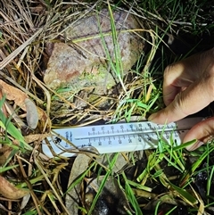 FrogWatch survey at FMC020: QBN River @ Barracks Flat - 11 Oct 2024