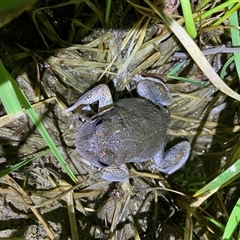 FrogWatch survey at QBN466: QBN River Upstr @ Dane St - 11 Oct 2024