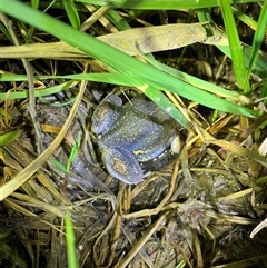 FrogWatch survey at QBN466: QBN River Upstr @ Dane St - 11 Oct 2024