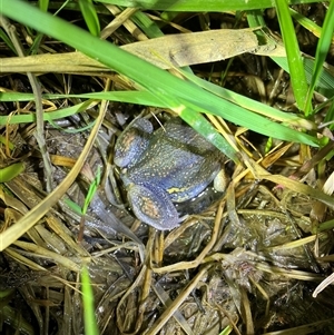 FrogWatch survey at QBN466: QBN River Upstr @ Dane St - 11 Oct 2024