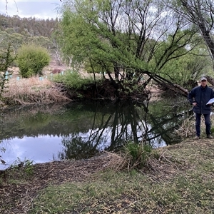 FrogWatch survey at COO350: Cooma Ck @ North Ridge - 8 Oct 2024