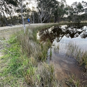 FrogWatch survey at MFL014: Far East dam - 13 Oct 2024