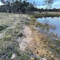 FrogWatch survey at MFL017: Eastern Reserve 2 - 13 Oct 2024