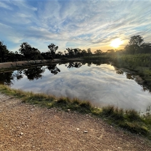 FrogWatch survey at MFL016: Eastern Reserve 1 - 13 Oct 2024