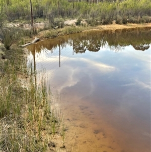 FrogWatch survey at MFL016: Eastern Reserve 1 - 13 Oct 2024