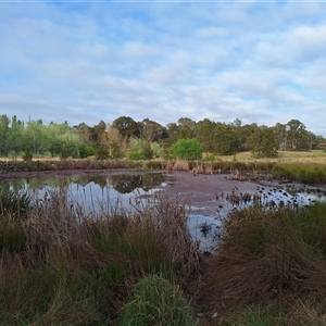 FrogWatch survey at GIN009: Ginninderra Ck @ dam wall - 8 Oct 2024