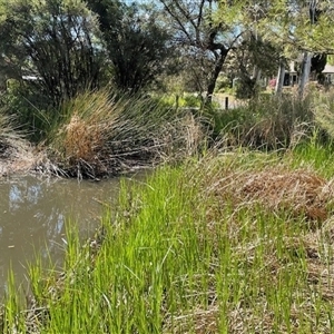 FrogWatch survey at BSW001: Banksia St Wetland  - 16 Oct 2024