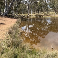 FrogWatch survey at MFL003: Shearing Shed Dam - 19 Oct 2024