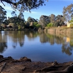 FrogWatch survey at BIL100: Billabong Pond, Watson - 20 Oct 2024