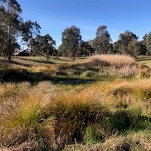 FrogWatch survey at FMF320: JR Hope Park - 20 Oct 2024