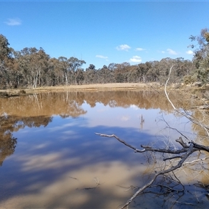 FrogWatch survey at MFL005: 250m N of Woolshed - 20 Oct 2024