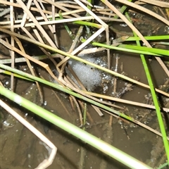 FrogWatch survey at PAI200: Wildflower Triangle Dam - 22 Oct 2024