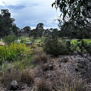 FrogWatch survey at NAS100: STEP Dam Lot 100 - 23 Oct 2024