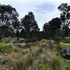 FrogWatch survey at NAS100: STEP Dam Lot 100 - 23 Oct 2024