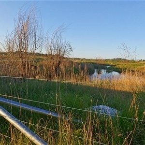 FrogWatch survey at FGC030: Gooromon Ponds Ck - 25 Oct 2024