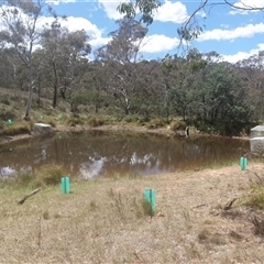 FrogWatch survey at FMC230: Mt Majura 4 Saddle - 25 Oct 2024