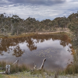 FrogWatch survey at MFL002: 2nd Pond from Entrance - 27 Oct 2024