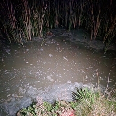 FrogWatch survey at BON100: Stranger Pond, Bonython - 22 Oct 2024