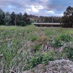 FrogWatch survey at GIN007: Ginninderra Ck @ Barton Hwy - 25 Oct 2024