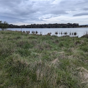 FrogWatch survey at FGD010: Lake G West  - 6 Oct 2024