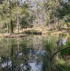 FrogWatch survey at FGD005: John Knight Park  - 14 Oct 2024