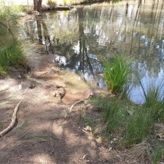 FrogWatch survey at FGD005: John Knight Park  - 14 Oct 2024