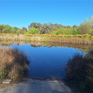 FrogWatch survey at JBT001: Melba Wetland @ BMX - 16 Oct 2024