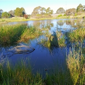 FrogWatch survey at MCW001: McKellar Wetland 1 - 30 Oct 2024