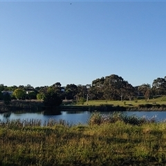 FrogWatch survey at MCW001: McKellar Wetland 1 - 30 Oct 2024