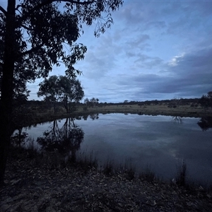 FrogWatch survey at MFL014: Far East dam - 16 Oct 2024