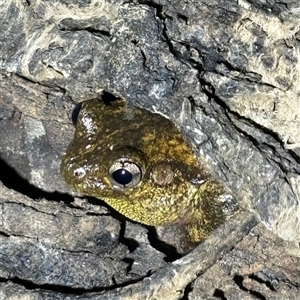 FrogWatch survey at FMC230: Mt Majura 4 Saddle - 17 Oct 2024