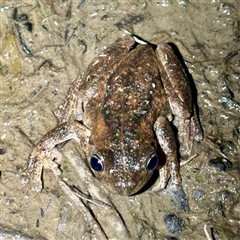 FrogWatch survey at FMC230: Mt Majura 4 Saddle - 17 Oct 2024