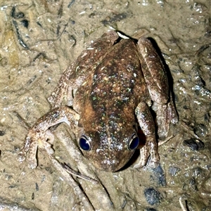 FrogWatch survey at FMC230: Mt Majura 4 Saddle - 17 Oct 2024