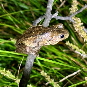 FrogWatch survey at FMC230: Mt Majura 4 Saddle - 22 Oct 2024