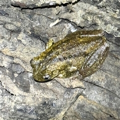 FrogWatch survey at FMC230: Mt Majura 4 Saddle - 22 Oct 2024