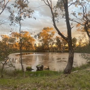 FrogWatch survey at HAL005: TSR Dam W of Barton HWY - 22 Oct 2024