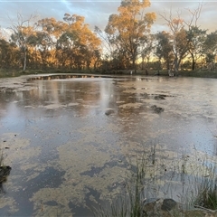 FrogWatch survey at HAL005: TSR Dam W of Barton HWY - 22 Oct 2024