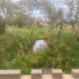 FrogWatch survey at HAL001: Halls Creek @ Showground  - 21 Oct 2024